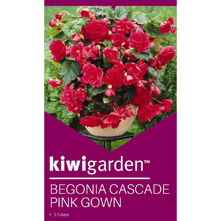 Kiwi Garden Begonia Tuber Frilled Single Variety 3 Pack, , hi-res