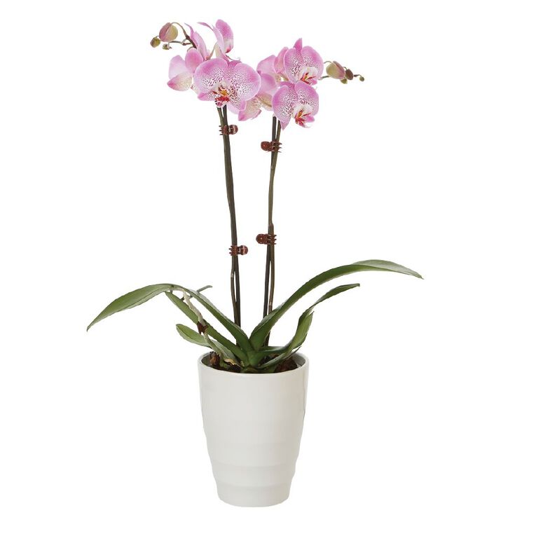 Phalaenopsis Orchid Ceramic 12cm Pot, , hi-res