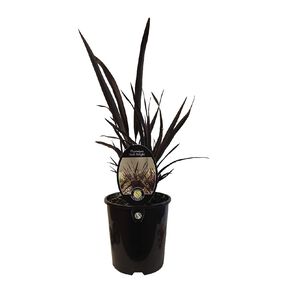 Phormium Dark Delight Potted Plant - 1.9L