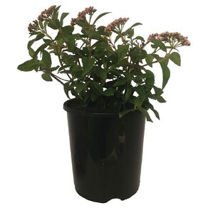 Viburnum Eve Price Potted Plant - 1.9L