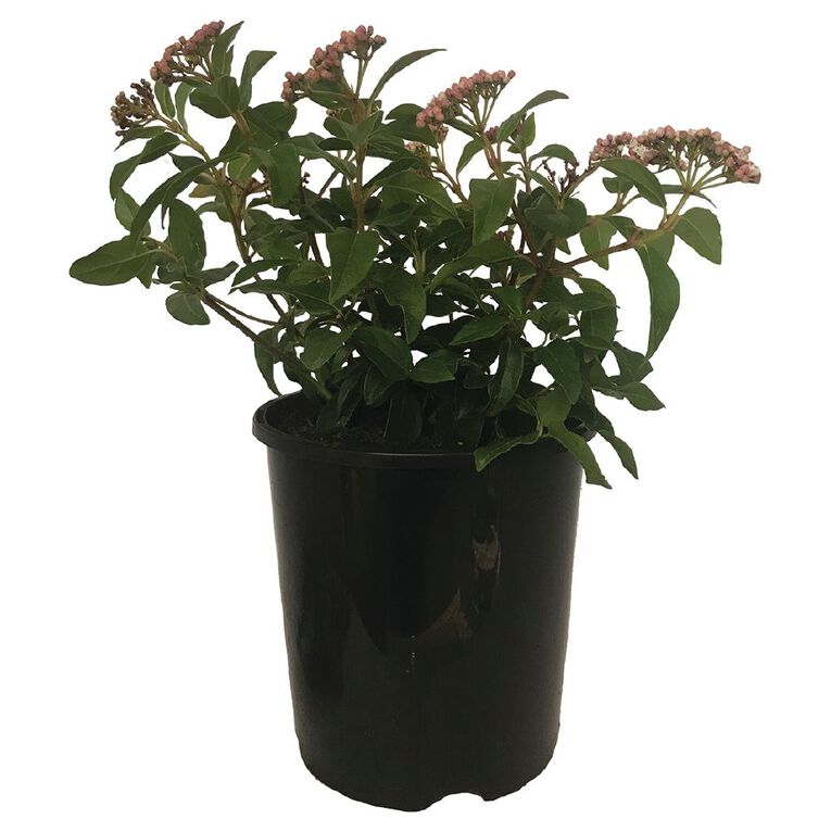 Viburnum Eve Price Potted Plant - 1.9L, , hi-res