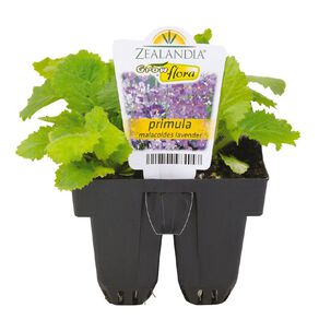 Growflora Primula Malacoides Lavender
