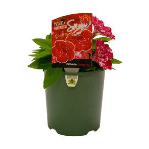 Petunia Cherry Sky 1.5L