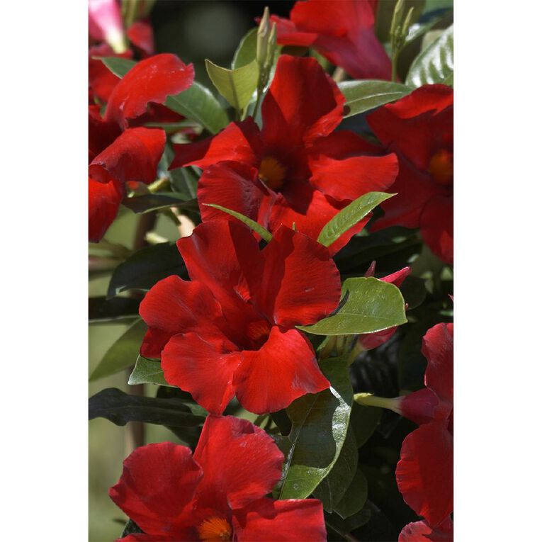Mandevilla Colourwave Pretty Deep Red Pot | The Warehouse