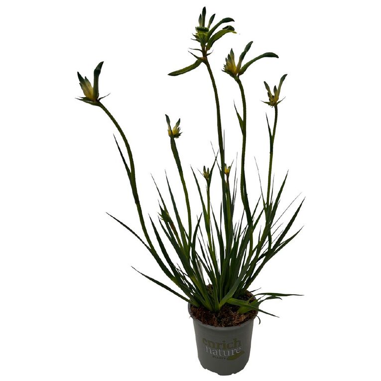 Anigozanthos Aus Spirit 13cm, , hi-res