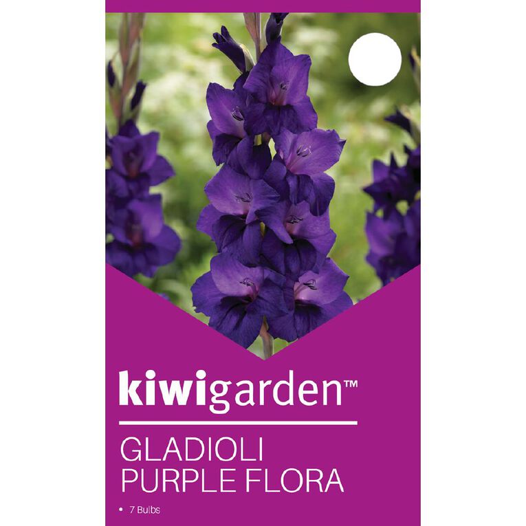 Kiwi Garden Gladioli Purple Flora 7 Pack, , hi-res