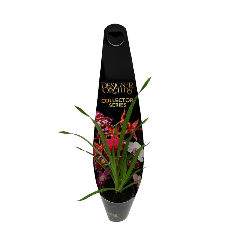 Cymbidium 6cm, , hi-res