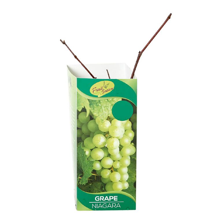Fruit Sation Berry Fruit Grape Niagara, , hi-res