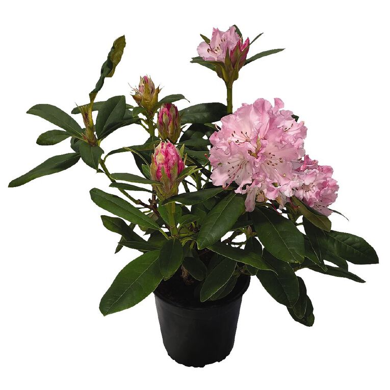 Rhododendron Potted Plant - 2.5L Assorted, , hi-res