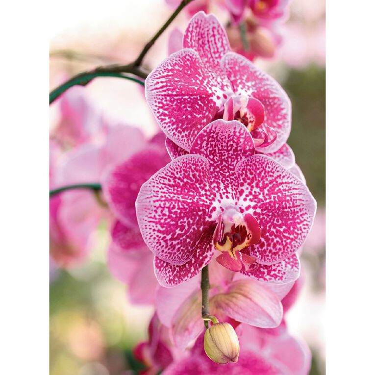Phalaenopsis Orchid Promo Pot, , hi-res