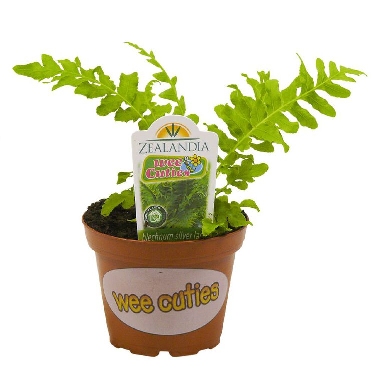 Indoor Wee Cuties Baby Houseplant 8cm Pot, , hi-res
