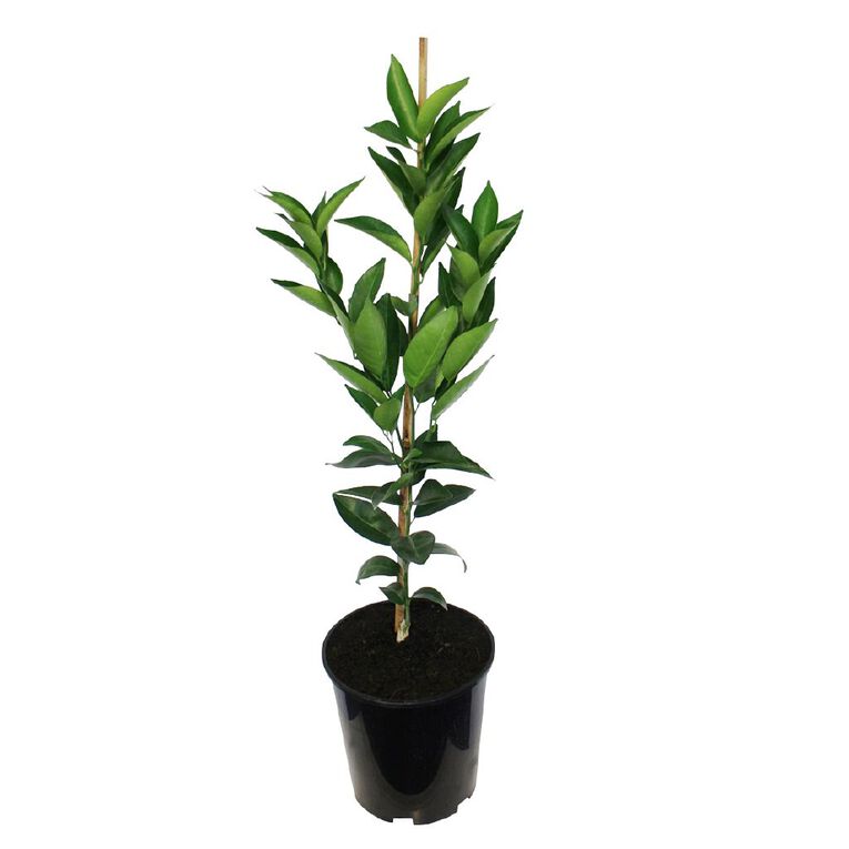 Citrus Mandarin Dwarf 4.7L, , hi-res