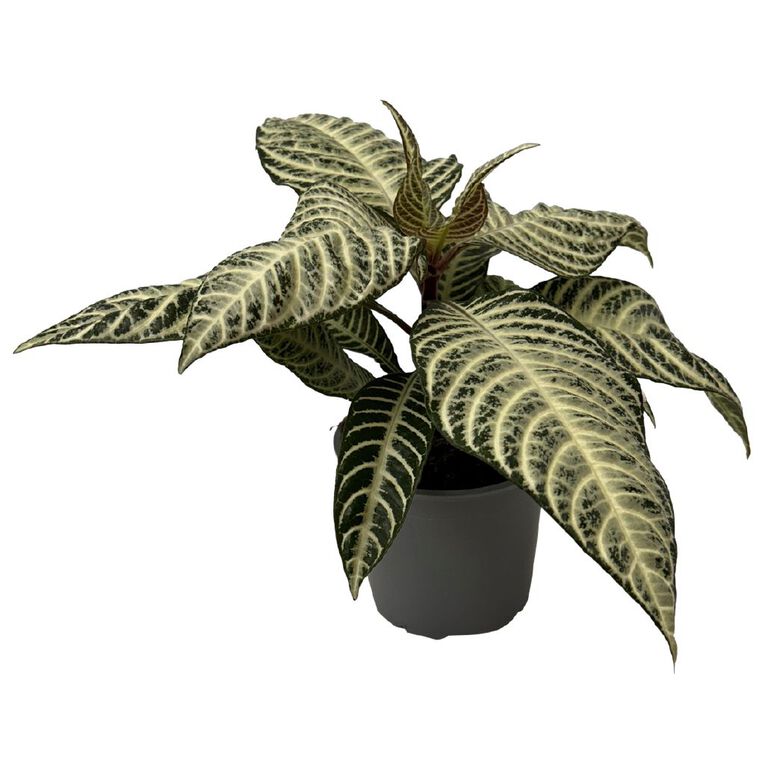 Aphelandra Suger Coat 12cm, , hi-res