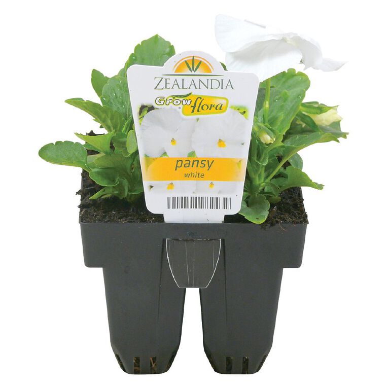 Growflora Pansy Delta White, , hi-res