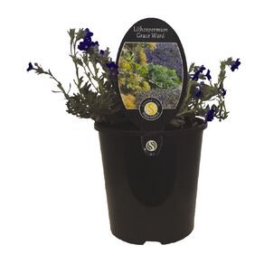 Lithospermum Grace Ward Potted Plant - 1.9L