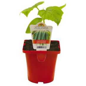Dad's Delight Dad's Delight Cucumber Telegraph 10cm Pot