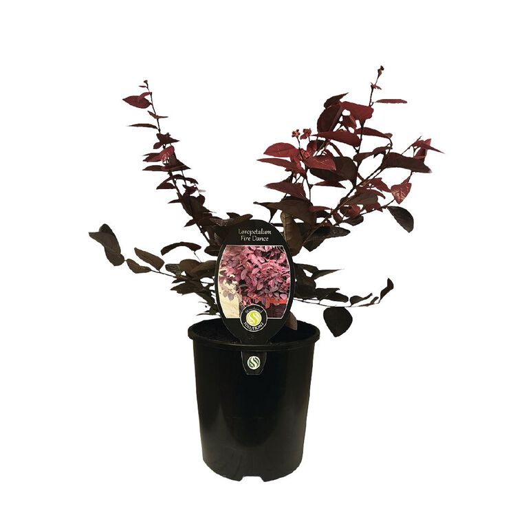 Loropetalum Fire Dance 1.9L Pot