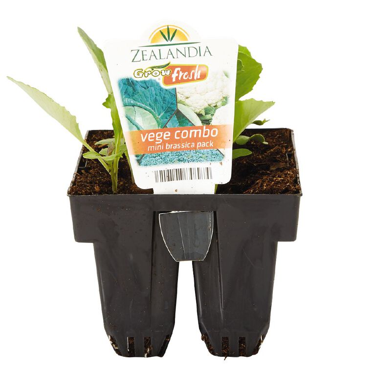 Growfresh Vege Combo Mini Brassica, , hi-res