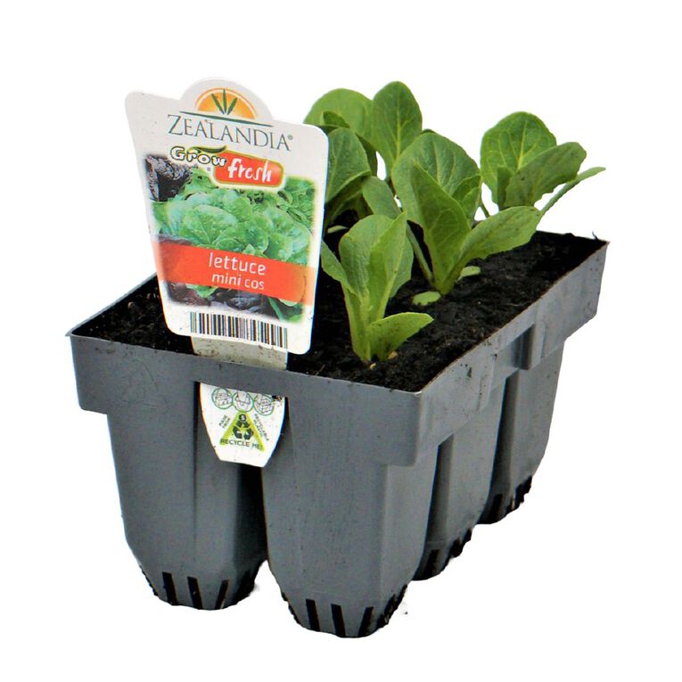 Growfresh Lettuce Mini Cos, , hi-res