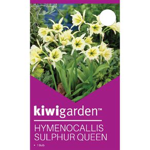 Kiwi Garden Hymenocallis Sulphur Queen