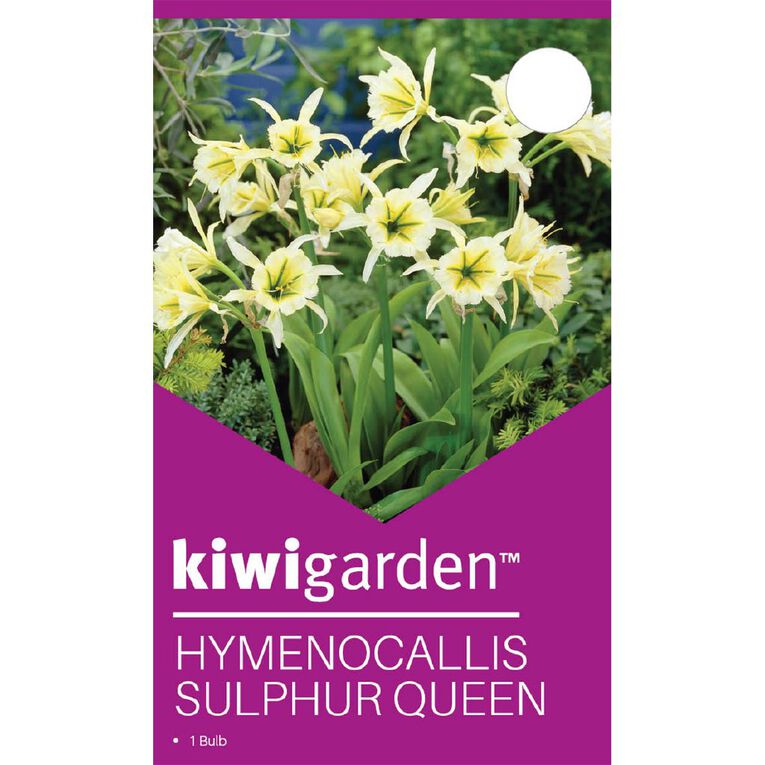 Kiwi Garden Hymenocallis Sulphur Queen, , hi-res