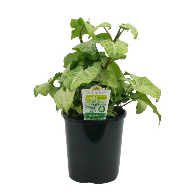 Indoor Premium Houseplant Pot - 15cm, , hi-res