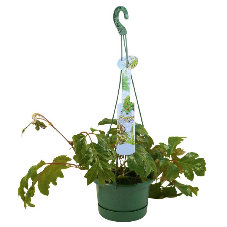 Hanging Basket 13cm Pot Assorted, , hi-res