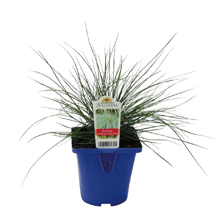 Landscape Grass Carex Comans Green 10cm Pot, , hi-res