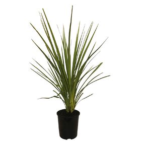 Cordyline Australis 1.9L