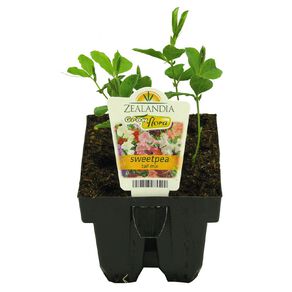 Growflora Sweet Pea Tall Mix