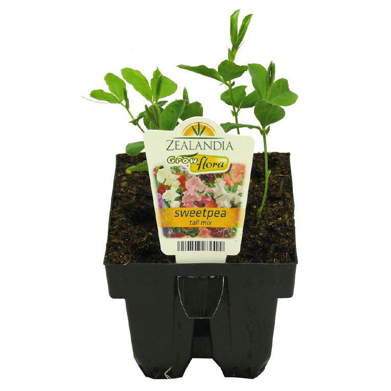 Growflora Sweet Pea Tall Mix, , hi-res