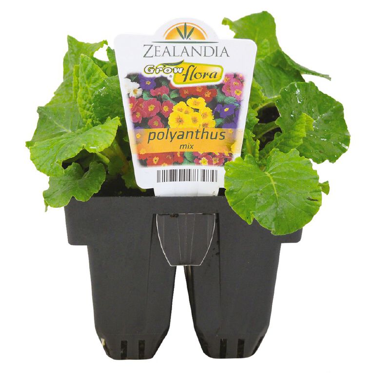 Growflora Polyanthus Mix, , hi-res