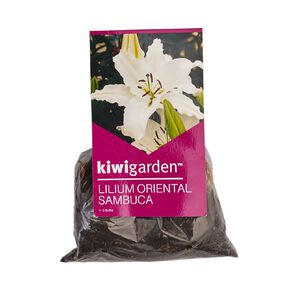 Flower Bulbs For Home Garden