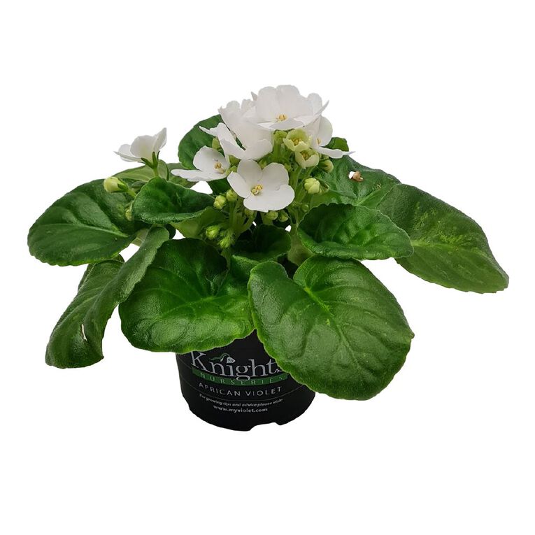 Indoor African Violet 10.5cm, , hi-res
