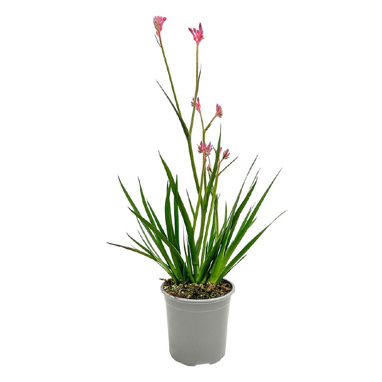 Anigozanthos 13cm, , hi-res