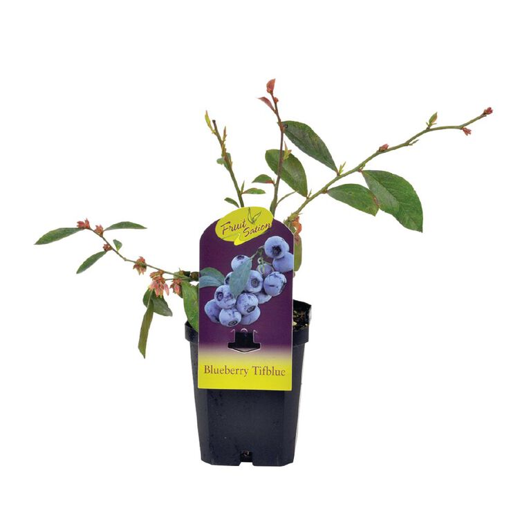 Fruit Sation Fruit Sation Blueberry Tifblue 1L, , hi-res