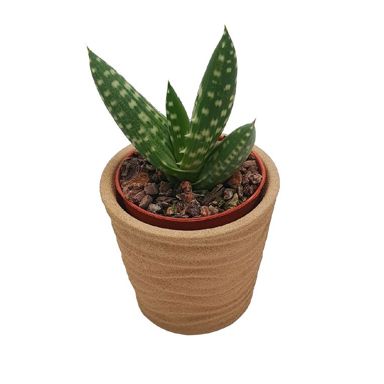 Succulents in Ceramics, , hi-res