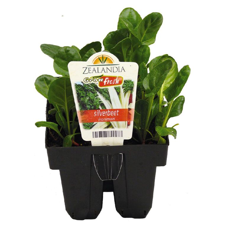 Growfresh Silverbeet Ironman, , hi-res
