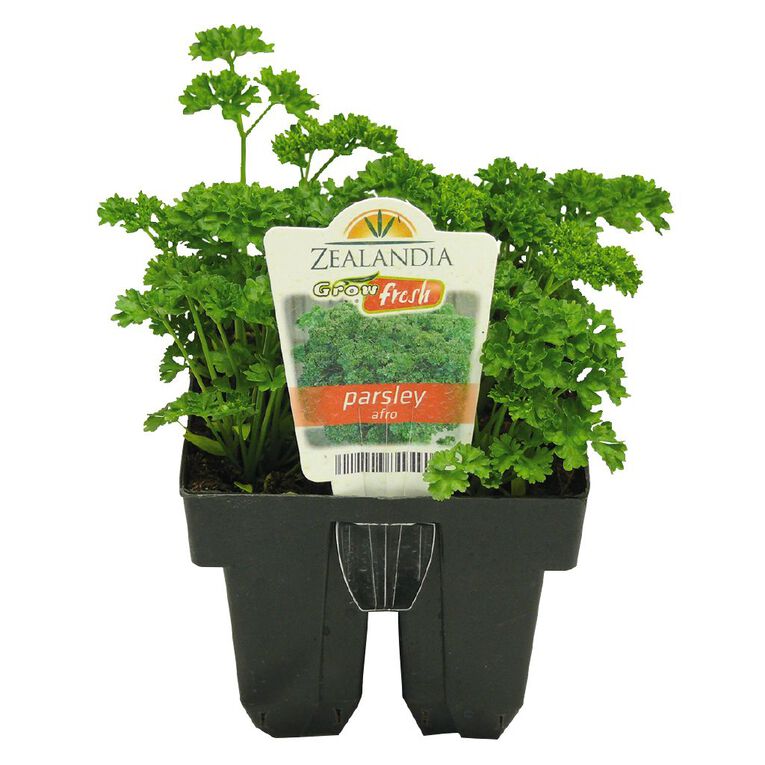 Growfresh Parsley Affro, , hi-res