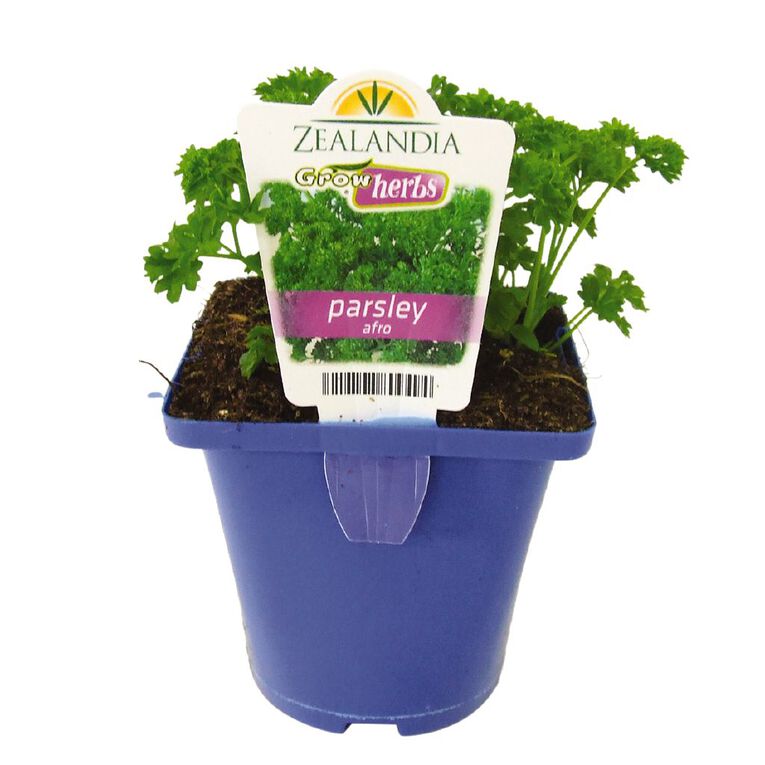 Growherbs Parsley, , hi-res