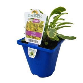 Growherbs Sage Golden