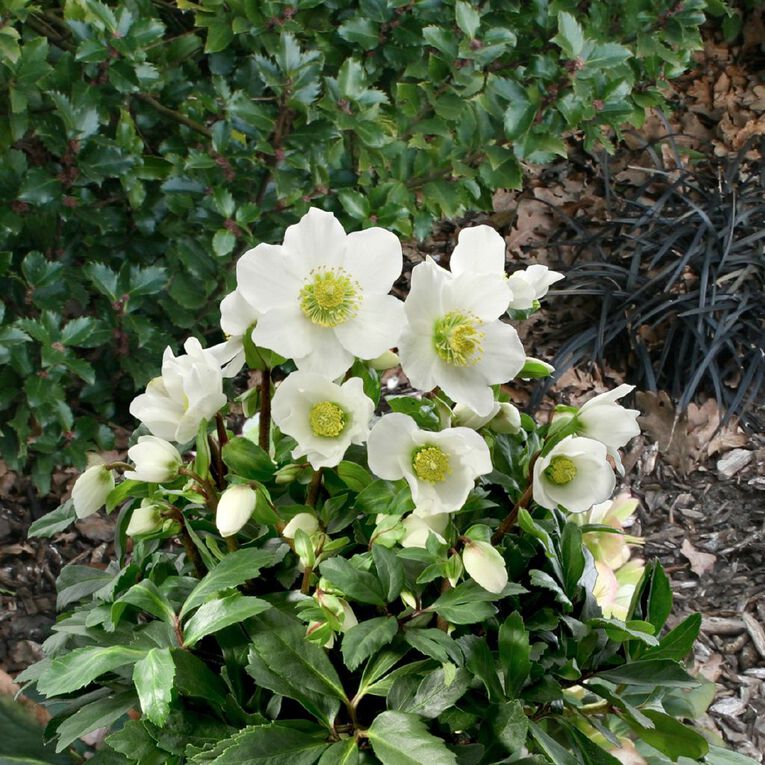 Helleborous 2.4L, , hi-res
