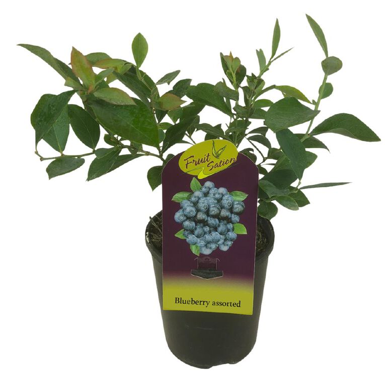 Fruit Sation Fruit Station Blueberry Assorted 1L, , hi-res