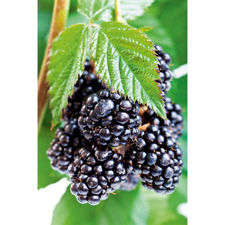 Fruit Sation Berry Fruit Blackberry Black Satin, , hi-res