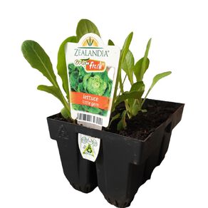 Growfresh Lettuce Little Gem