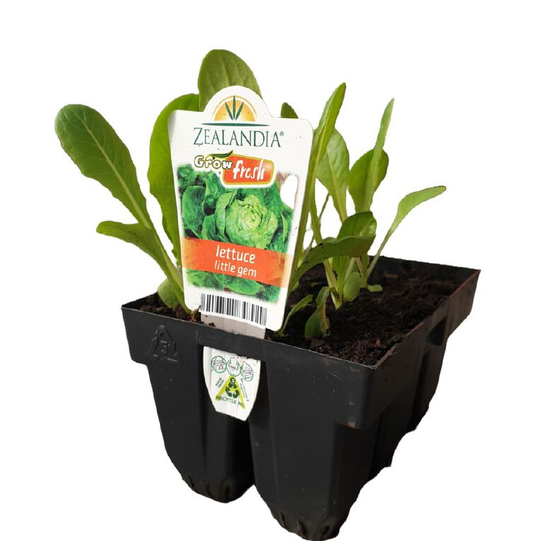 Growfresh Lettuce Little Gem, , hi-res