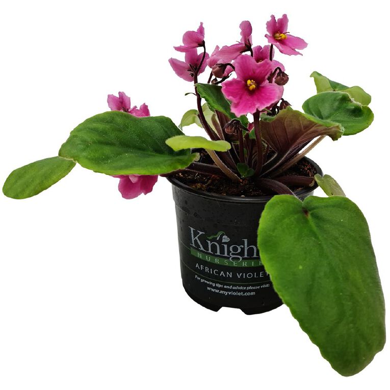 Indoor African Violet 10.5cm, , hi-res