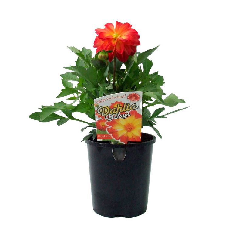 Dalaya Krishna 1.5L Pot, , hi-res
