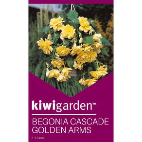 Kiwi Garden Begonia Tuber Frilled Single Variety 3 Pack