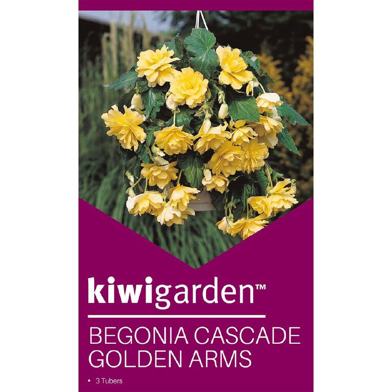 Kiwi Garden Begonia Tuber Frilled Single Variety 3 Pack, , hi-res